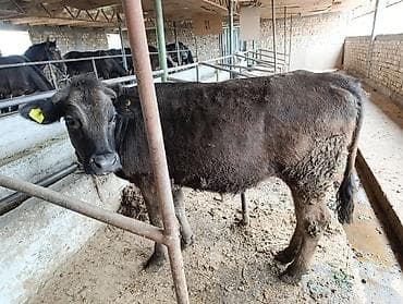 пес 23: Продаю | Тёлка | Для разведения | Привязанные — 1