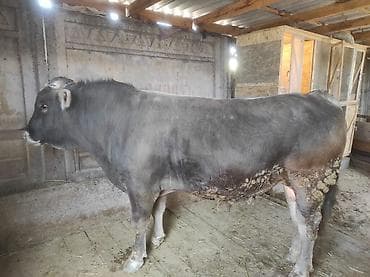 утки цена: Продаю | Бык (самец) | Швицкая | На забой — 2