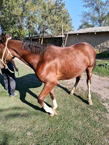 кой кыркыч: Продаю | Конь (самец) — 5