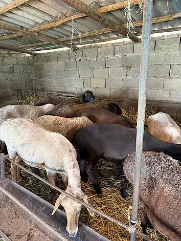 собаки рынок в бишкеке цены: Продаю | Овца (самка), Ягненок | На забой, Для разведения | Матка, Ярка, Кастрированные — 2