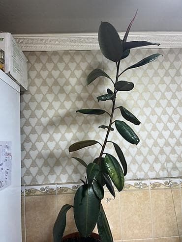 плодные матки: Фикус эластика (каучуконосный), комнатное декоративно-лиственное — 1
