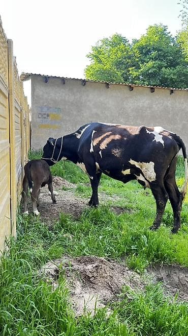 бычки сементал: Продаю | Корова (самка) | Для молока | После отела — 4