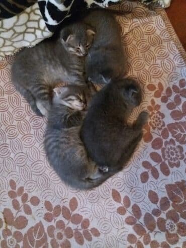 новорожденные котята: Серые котята из одного помёта. - Количество: 4 котёнка - Окрас — 1