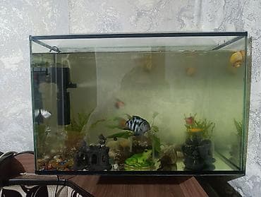 купить живых раков: Продаю аквариум с крышкой 50 литров - Прямоугольный стеклянный — 2