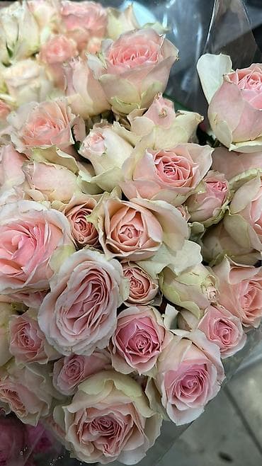 Сушилки: Роза 101 роза, 51 роза, 31 роза оптом и в розницу — 4