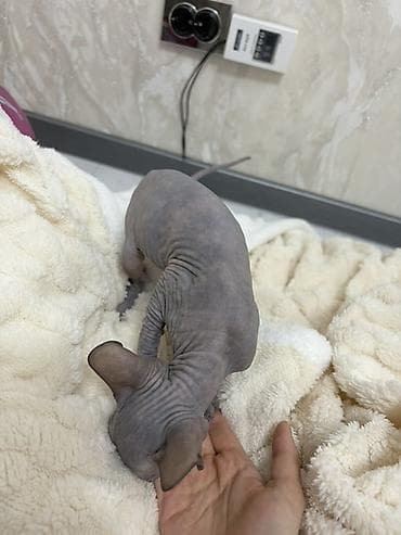 канадский сфинкс цена: Сфинкс, 2 месяца, Девочка, Серый, Приучена к лотку — 3