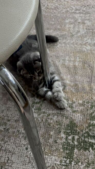 продаю шотландских котят: Скотиш Фолд (Шотландская вислоухая), 4 месяца, Мальчик, Серый — 2