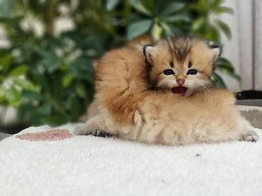 Животные: Скотиш Страйт (Шотландская прямоухая), 1 месяц, Девочка, Золотая шиншилла, Приучена к лотку, Проглистована — 8