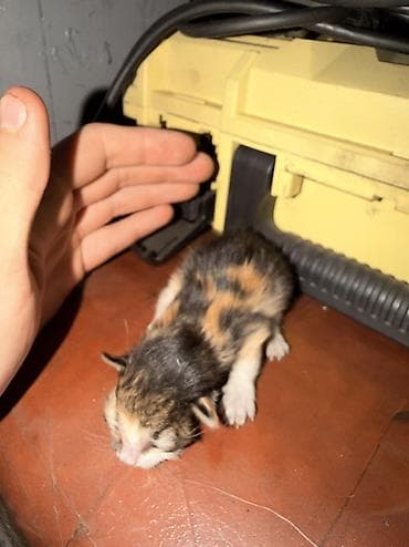 Мышыктар: Котята, помет из нескольких малышей. Окрас разный: тигровые табби — 6