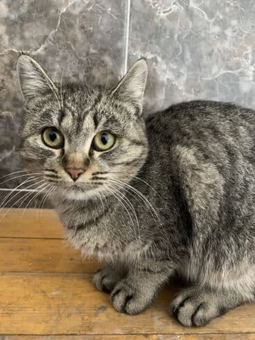 идентификация киви кошелька в кыргызстане бесплатно: Кошка даром: Беспородная, 8 месяцев, Девочка, Приучена к лотку — 2