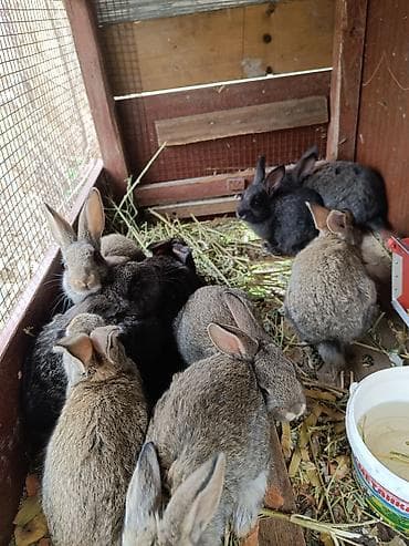 Продаю | Крольчата | Для разведения | Племенные