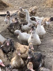 помет голубиный: Индоутка :, 2 кг, Самовывоз — 2