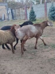 сколько стоит ожереловый попугай: Продаю | Овца (самка) | Для разведения — 4