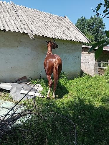 домашний животные: Продаю | Жеребец | Полукровка | Конный спорт — 4