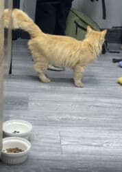 Грызуны: Кошка даром: Беспородная, 1 год, Девочка, Приучена к лотку — 2