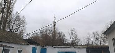 s 63: Тополь 10 шт — 1