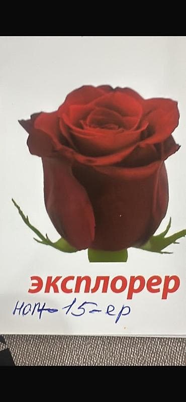 цвети: Кустовые и плетистые розы.50и 180с вьющиеся Роза Ассортимент: - — 6