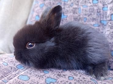 отдам собаку в хорошие руки бишкек: Декоративные крольчата (несколько окрасов: черный, темно-шоколадный — 9