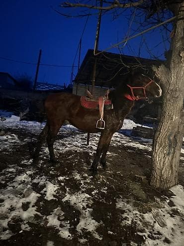 Собаки: Продаю | Кобыла (самка) | Рабочий — 7