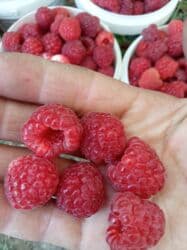 купить семена павловнии бишкек: Продается саженцы малины в Беловодске сорт Маравилла. Осталось 100штук — 2