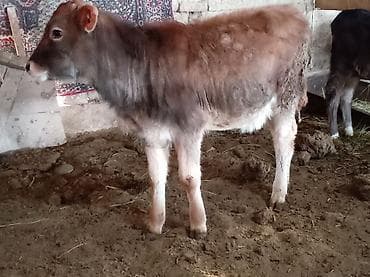 Аквариумы: Продаю | Музоо, торпок | Швицкая | Для разведения — 1