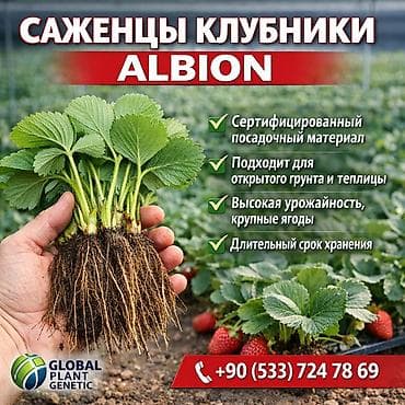 бий алма орусча: Саженцы рассада клубники с открытой корневой системой (фриго) оптом — 5