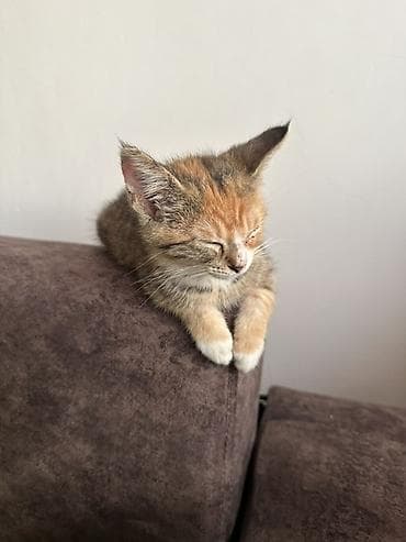 Отдам даром кошку: 3 месяца, Девочка, Приучена к лотку — 1