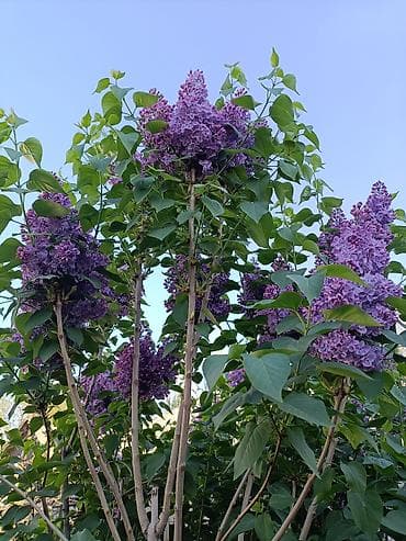 орхидеи фаленопсис: Сирень пурпурно-фиолетовая, крупноцветковая. Большие ветки по 50,100 — 6