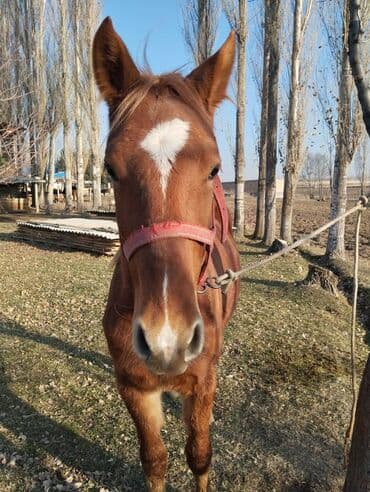 седло для осла: Продаю | Конь (самец) | Рабочий — 5