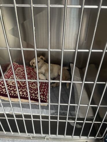 корм для домашних животных: Ветеринарная клиника 🐱🐶🐏 Лечение домашних животных 🩹🩺 - Хирургическое — 10