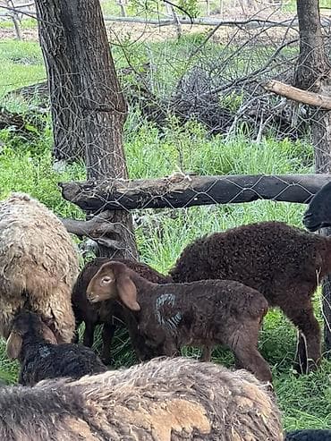 алабай бишкек: Сатам | Ургаачы кой (ургаачы) | Көбөйтүү үчүн | Ургаачы — 4