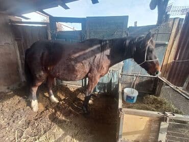 купить французского бульдога: Продаю | Кобыла (самка) | Рабочий — 3