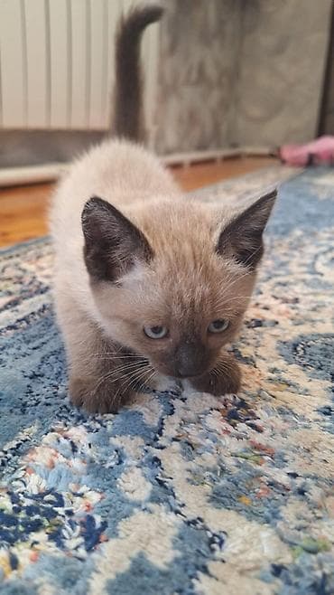 лайка сибирский: Котенок полтора месяца — 4