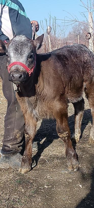 Ветеринар кызматы: Сатам | Музоо | Аргын | Көбөйтүү үчүн | Байланган — 2