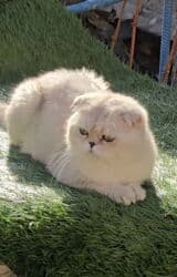 Собаки: Вязка ! Не продажа!!! Молодой котик Scottish fold окрас серебристая — 6