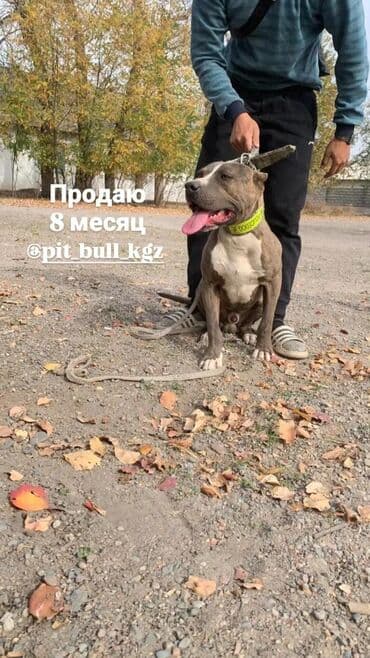 собака долматинец: Питбуль, 8 месяцев, Самец — 1