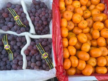 купить большие комнатные растения: Мандарины Оптом — 3