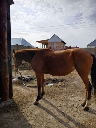 Кемирүүчүлөр: Сатам | Бээ (ургаачы) | Көбөйтүү үчүн — 4