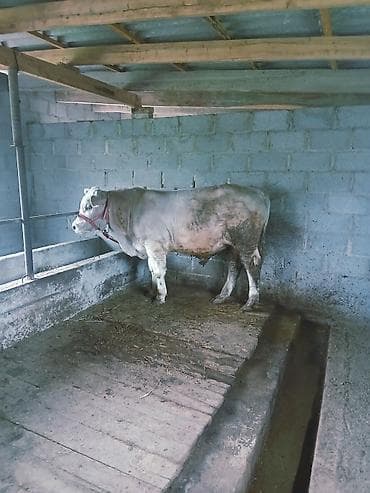 корову куплю: Продаю | Бык (самец) | Шароле | Осеменитель — 3