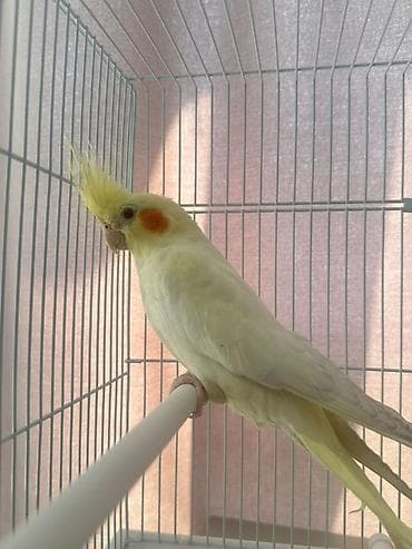 Птицы: 🦜Продаю кореллу 💛 *Вид: корелла ( нимфа) * Возраст: около 1 года * — 3