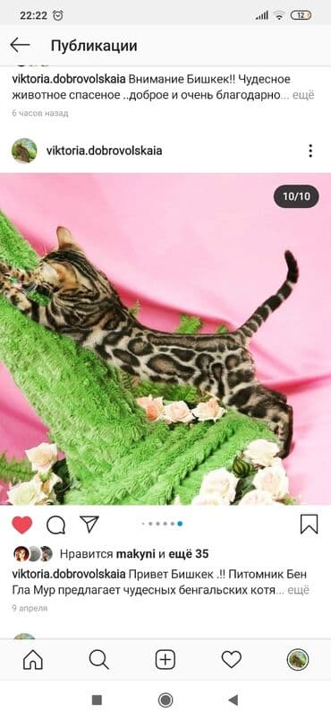 купить породистых котят: Красивейшие бенгальские котята .вырастают вот такими красавцами очень — 18