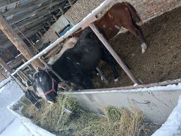 Аквариумы: Продаю | Кобыла (самка), Конь (самец), Жеребец | Полукровка, Першерон, Дончак | На забой, Для разведения, Для молока | Племенные, Осеменитель, Мерин — 2