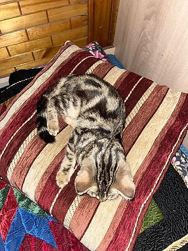 scottish fold: Девочка тигрово-мраморного окраса На последних фото ее отец Девочке — 3