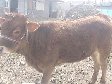 купить корову монбельярд: Продаю | Тёлка | На откорм | Привязанные — 2