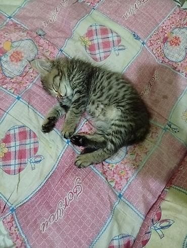 2 месяца, Мальчик, С прививками