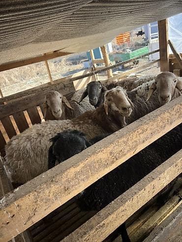 Ветеринар кызматы: Сатам | Бука (эркек) | Бордоп семиртүү үчүн | Байланган — 7