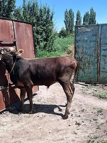 сколько стоит лошадь орловский рысак: Продаю | Бык (самец) | На откорм — 6