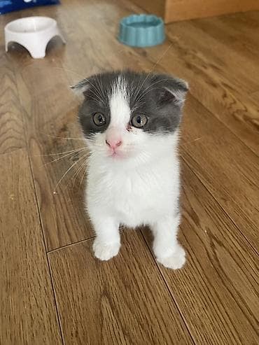 Кошки: Шотландские вислоухие котята - Порода: Scottish Fold (вислоухие). - — 5