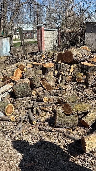 услуга бензопилы: Услуги по спилу дерева и заготовки дров - Профессиональная валка — 5