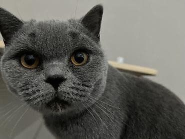 ош ишкаван: Британская короткошёрстная кошка, окрас голубой (плюшевый) — 3